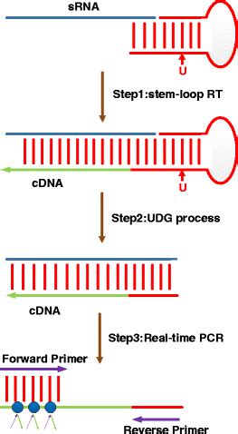 The Rt Qpcr Detection Strategy Of Bacterial Small Rnas With The