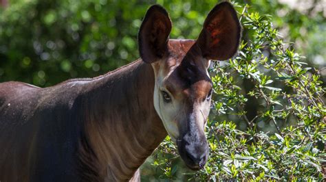 World Okapi Day — Okapi Conservation Project