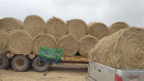 Entregaron Rollos De Pasto Y Semillas De Algodón A Productores