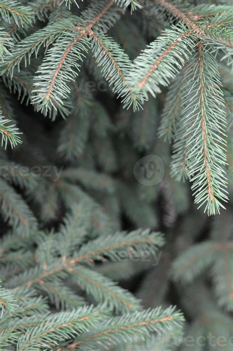 Branches Of Blue Or Prickly Spruce Picea Pungens Close Up Outdoors