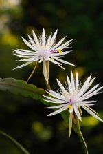 Epiphyllum How To Grow Orchid Cactus In Australia