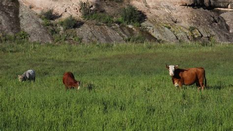 Us To Cull 150 Feral Cattle In Protected New Mexico Forest The