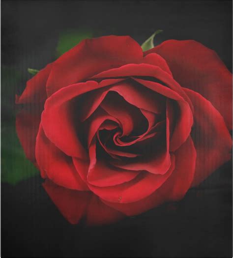 Wellsay Red Rose Flower Closeup Large Dishwasher Magnet Magnetic Cover