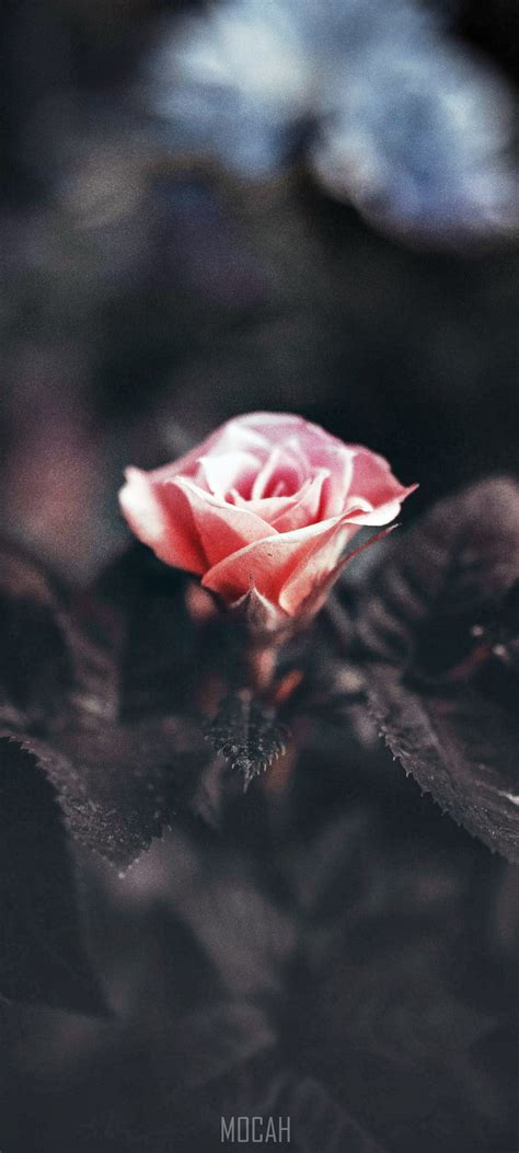 A Pink Rose Blossoming In The Dark Quintessence Vivo Y Screensaver