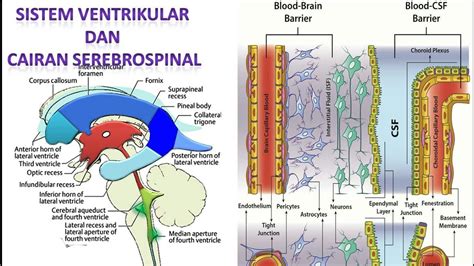 Video 55 Sistem Ventrikular Dan Cairan Serebrospinal Youtube