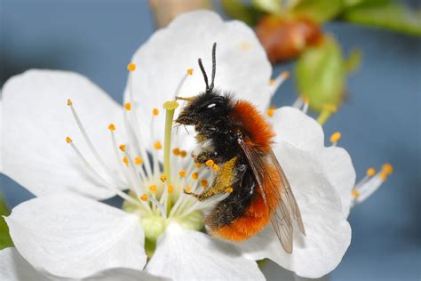 Spendenseite Bienen Retten