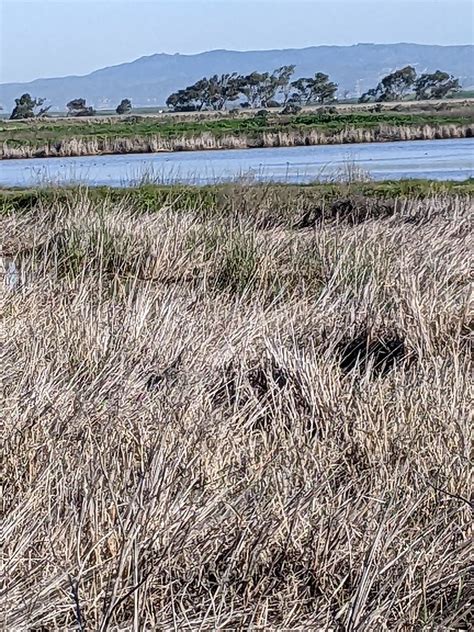 2022 02 09 Coyote Hills Regional Park Fremont California Flickr