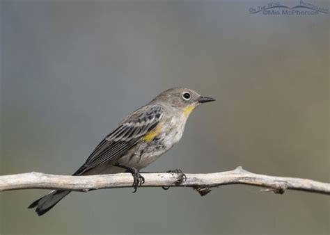 Focusing On Yellow Rumped Warblers During Fall Migration Mia