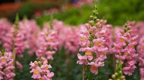 How to Plant, Grow, and Care for Snapdragons