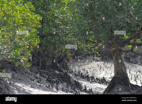 Mangrove Habitat Fotos Und Bildmaterial In Hoher Aufl Sung Alamy