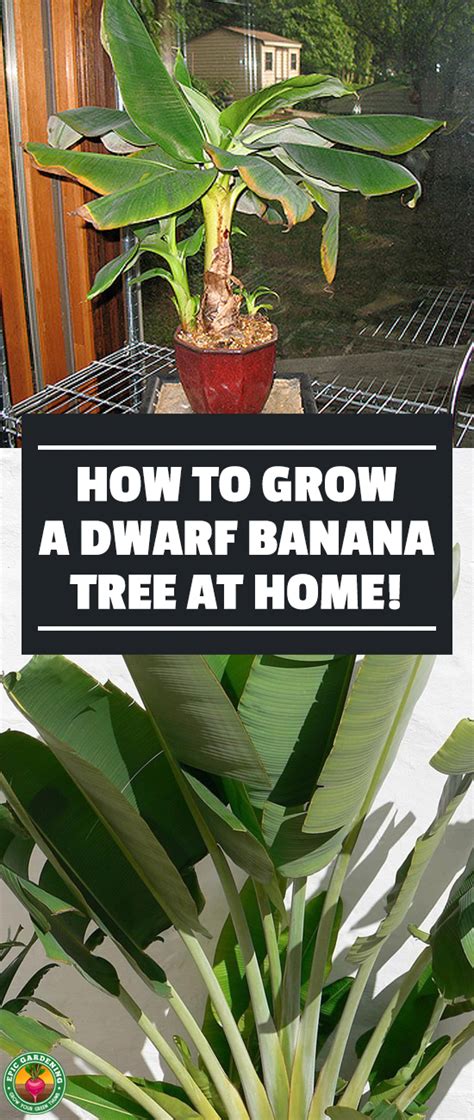 Dwarf Banana Tree Growing Banana Plants As Ornamentals