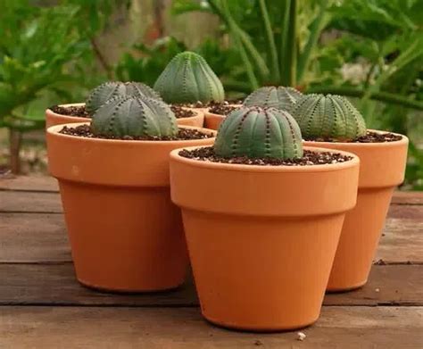 28 Best Unique Rare Cactus Plants To Grow Artofit