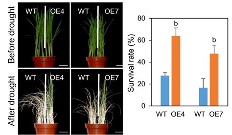 科学网—plant Physiology：水稻erf家族转录因子oslg3调控干旱胁迫 郝兆东的博文