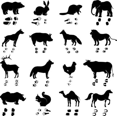 Possum Footprints Illustrations, Royalty-Free Vector Graphics & Clip ...