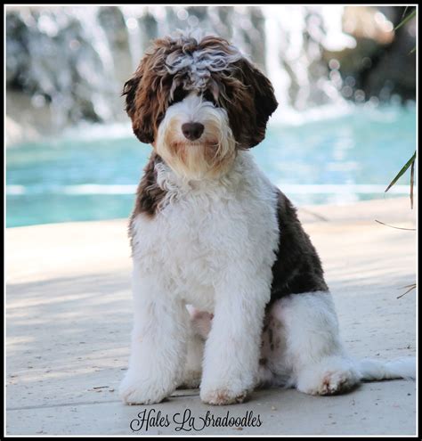 Oliver Hales Australian Labradoodles