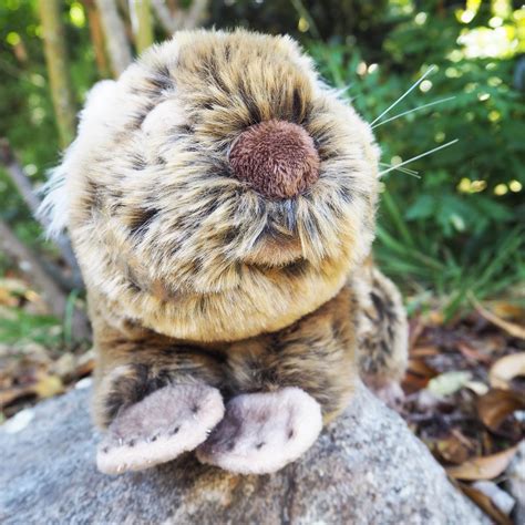 Plush Australian Wombat Koori Curriculum