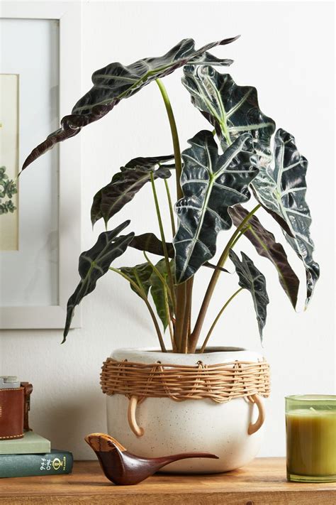 How to Grow an Elephant Ear Plant Indoors