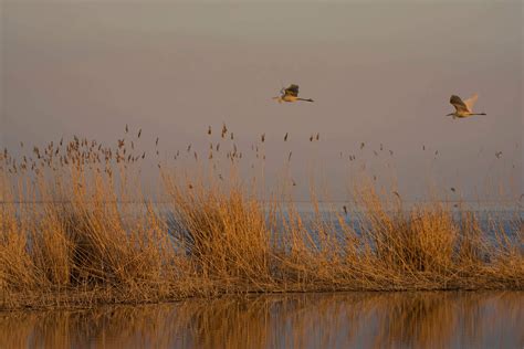 White Herons, birds photo - Artur Rydzewski