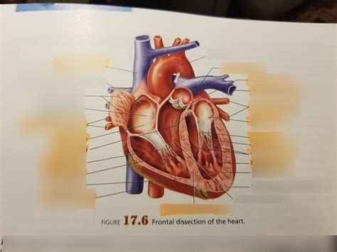 Frontal Dissection Of Heart Diagram Quizlet