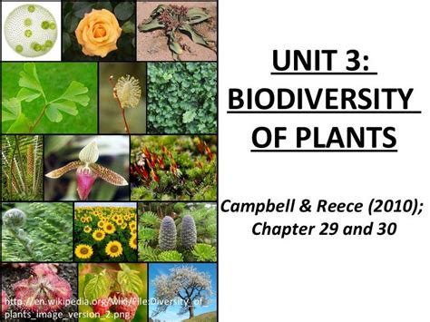 biodiversity of plants