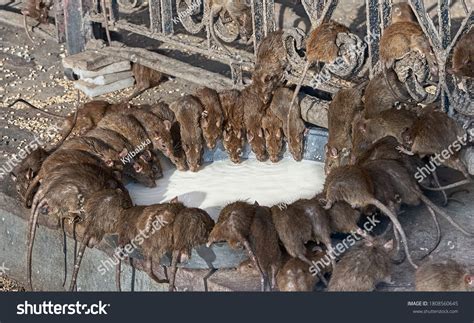 India Temple Rats Drinking Milk