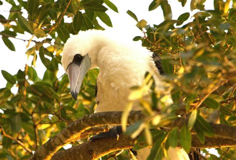 Abbott S Booby From Christmas Island Christmas Island On April