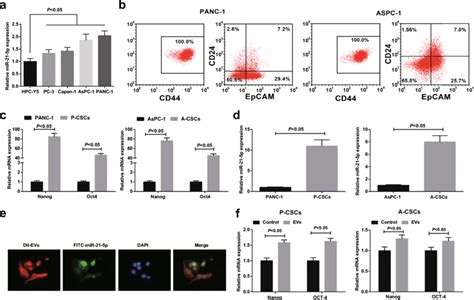 M Macrophage Derived Evs Promote Paca Stem Cell Differentiation And