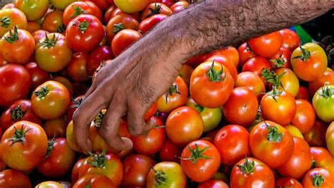 Centre Provides Relief To Retail Tomato Customers Amid Soaring Prices