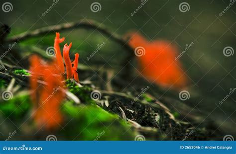 Bright Red Fungus Stock Photo Image Of Detailed Nature 2653046