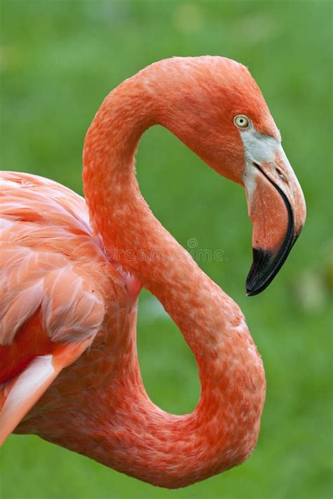 Close Up Shot Of A Flamingo Profile Stock Photo Image Of Aviary