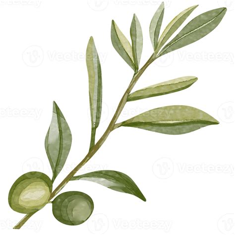 Watercolor Image Of An Olive Branch With Leaves Hand Drawn Watercolor