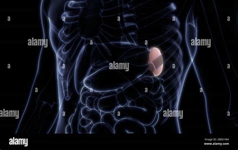 Anatomia Della Milza Immagini E Fotos Stock Alamy