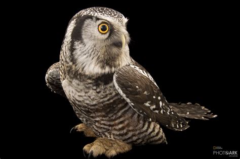 Photo Ark Home Northern Hawk Owl National Geographic Society