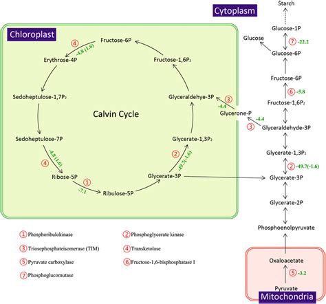 The Kegg Calvin Cycle And Starch Synthesis Pathway For T Pseudonana