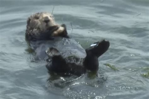 Californias Surfboard Stealing Sea Otter Evades Capture