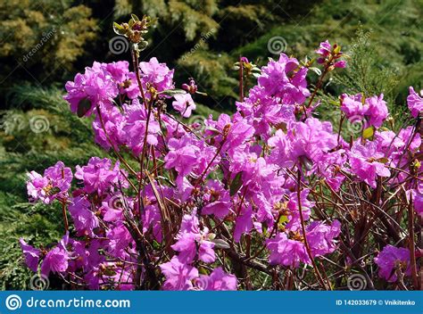 Arbusto Do Rododendro Flores Cor De Rosa Imagem De Stock Imagem