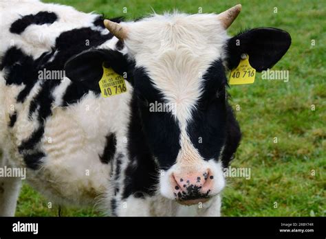 Cute Calves In Black And White Stock Photo Alamy