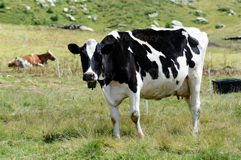 Black And White Holstein Cow Stock Photo At Vecteezy