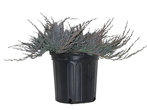 Bar Harbor Creeping Juniper Plant Addicts