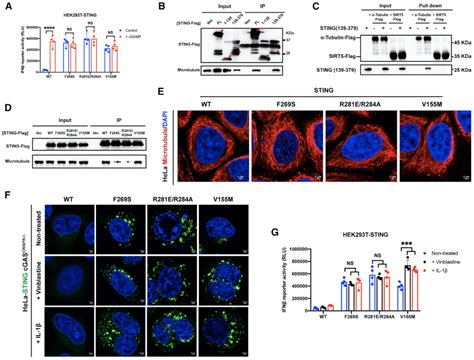 Cell Reports清华大学张从刚团队发现NF κB高效增强STING介导的先天免疫并揭示其作用机制 MedSci cn