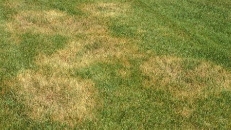 Best Fungicide For Zoysia Grass - PestPhobia