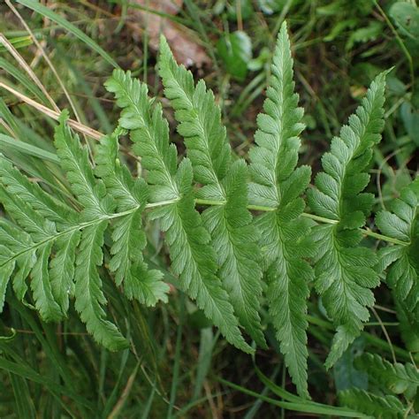 Dryopteris Cristata Crested Wood Fern From Sandy S Plants