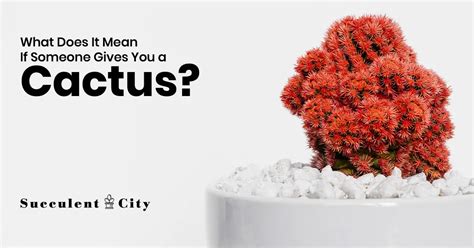 Descubre El Verdadero Significado Detr S De Regalar Un Cactus