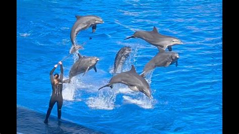 Oceanografic Valencia Dolphin Show YouTube