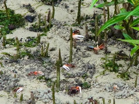 Adventures With The Naked Hermit Crabs Th Jul Sat Free Guided