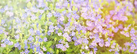 Lilac Bush Aubrieta Deltoidea Flowers In Springtime Purple Petals