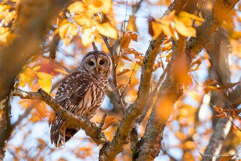 Barred Owl Autumn Is Coming To A Close Spent The Weekend Flickr