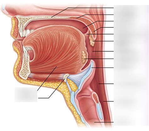 Mouth Diagram | Quizlet