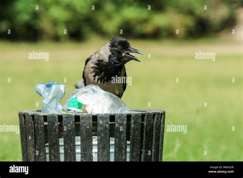 A Picture Of A Hungry Crow Eating Garbage From A Trash Bin And Doing