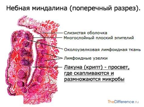 Зачем нужны гланды?
